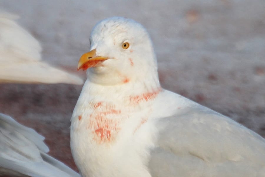 Glaucous Gull with whale blood
