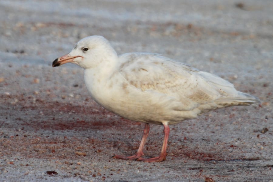 Glaucous Gull - first cycle