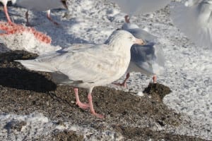 Glaucous Gull - second cycle