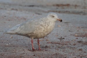 Glaucous Gull - second cycle