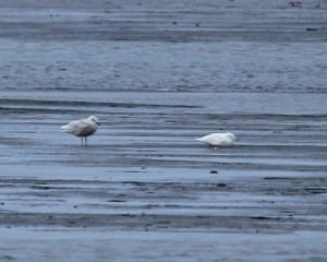 Glaucous Gull first cycle - with Glaucous-winged Gull