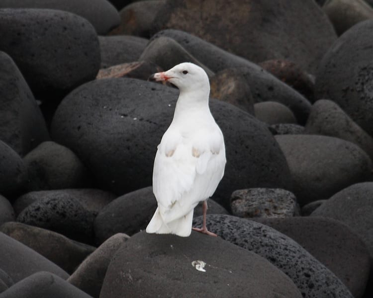 Glaucous Gull - first cycle