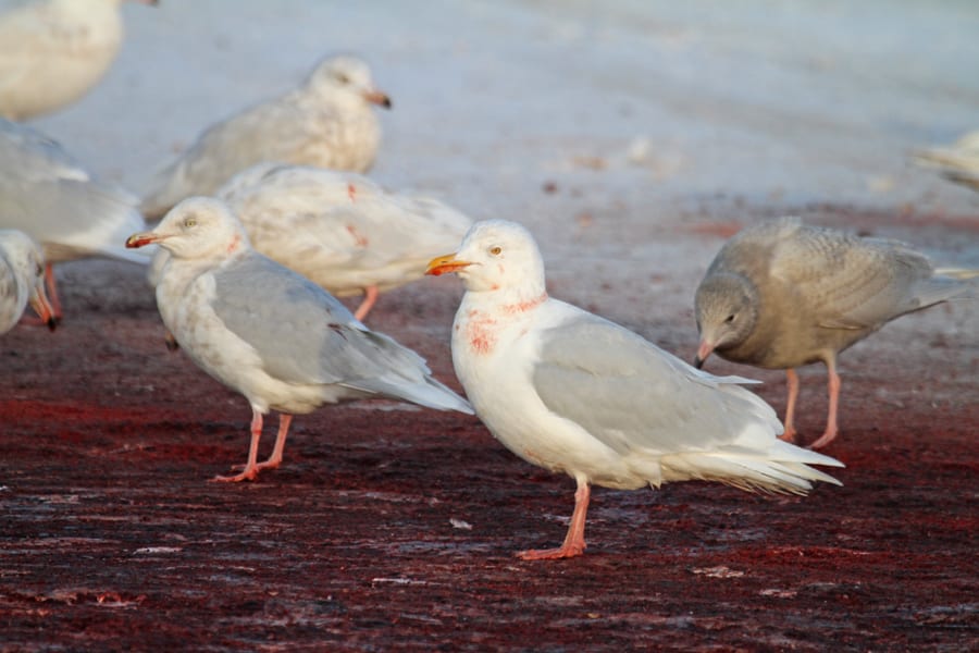 Glaucous Gulls with whale blood