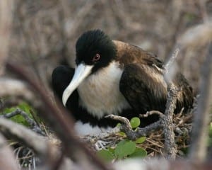 Great Frigatebird - female on nest