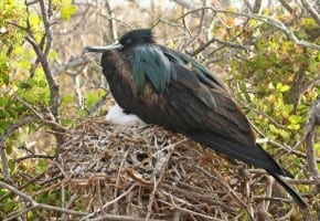 Great Frigatebird male on nest