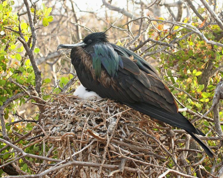 Great Frigatebird male on nest