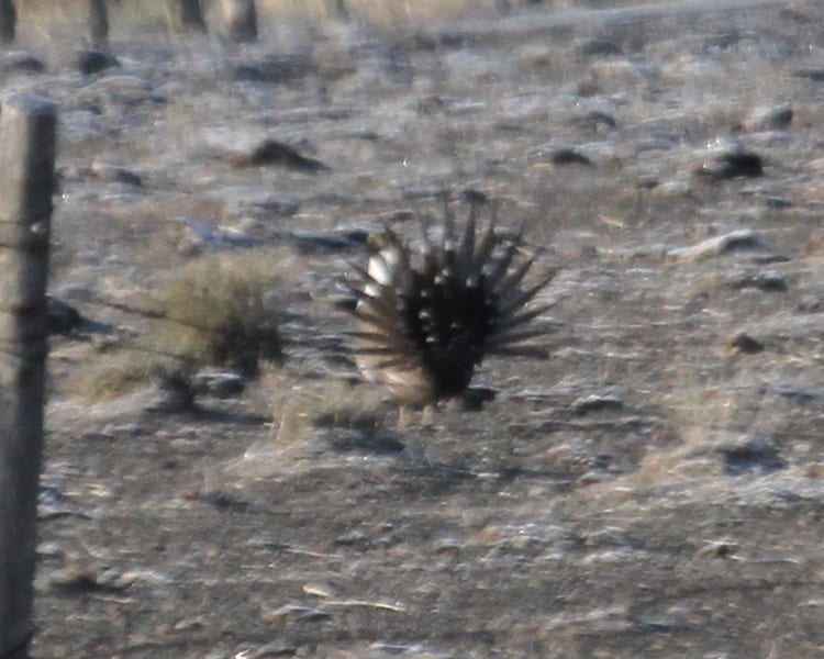 Greater Sage-Grouse -displaying male
