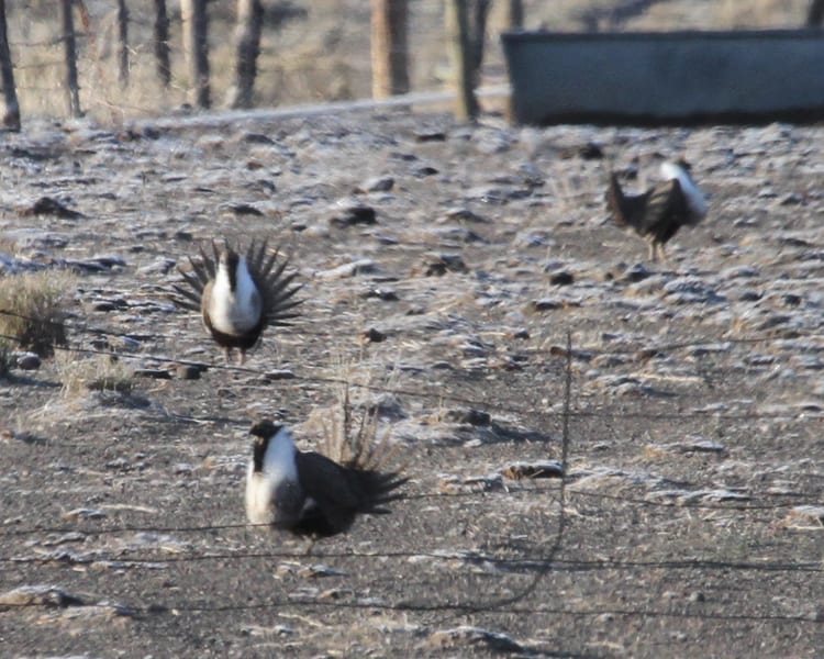Greater Sage-Grouse - group