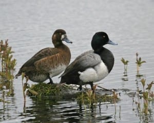 Greater Scaup - pair