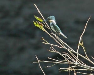 Green Kingfisher female