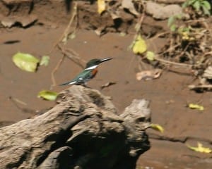 Green Kingfisher male
