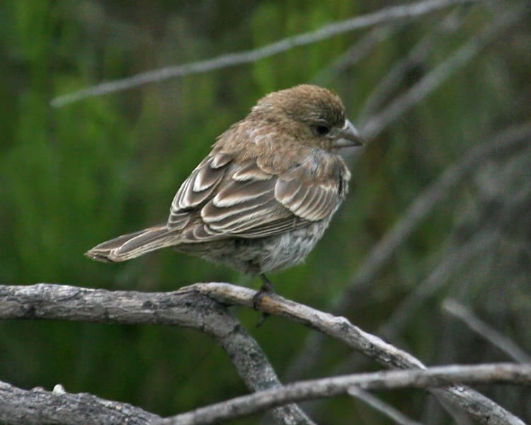 House Finch - fledgling