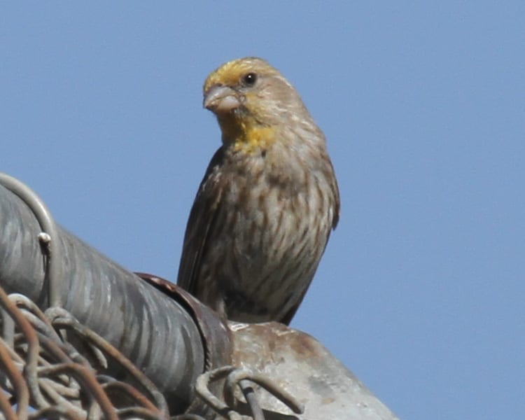 House Finch - yellow variant