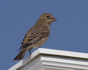 House Finch - female