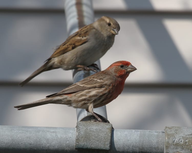 House Finch and female House Sparrow)