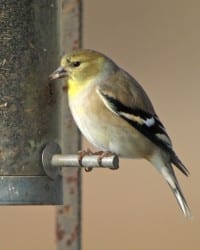 American Goldfinch - nonbreeding