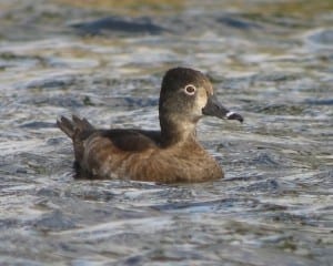 Ring-necked Duck - female