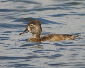 Ring-necked Duck - female