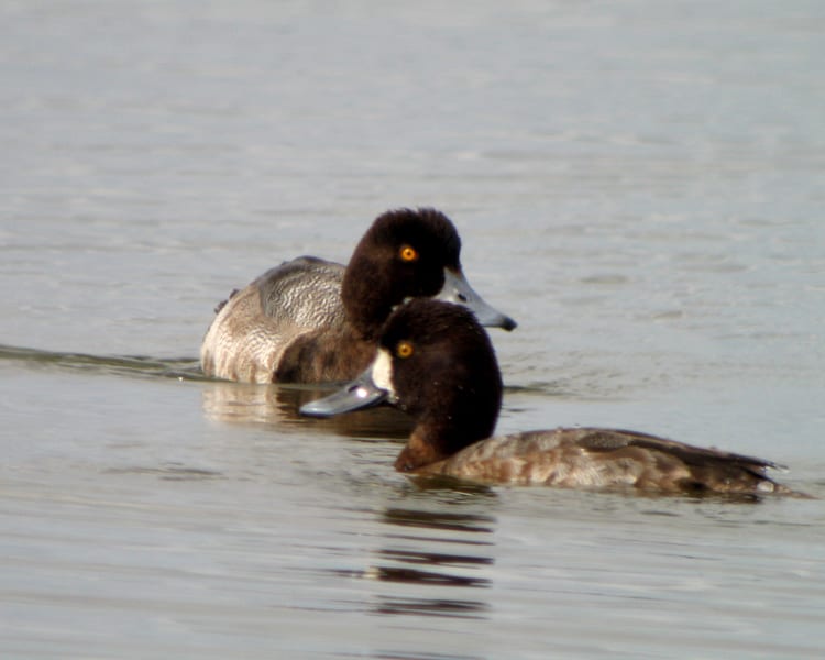 Greater Scaup - pair