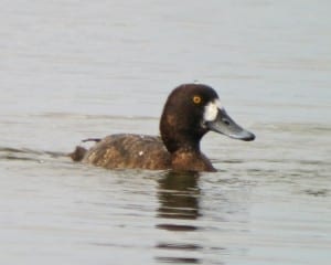 Greater Scaup - female