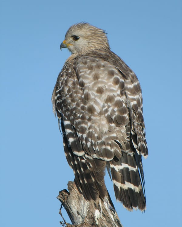 Red-shouldered Hawk - juvenile