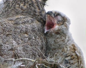 Great Horned Owl - owlet