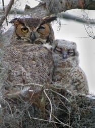 Great Horned Owl with owlet