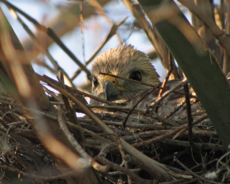 Red-shouldered Hawk - female incubating