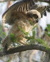 Great Horned Owl - owlet fledging