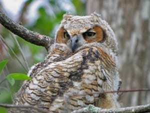 Great Horned Owl - juvenile