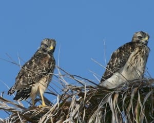 Red-shouldered Hawk - new juveniles in nest