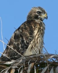 Red-shouldered Hawk - new juvenile in nest