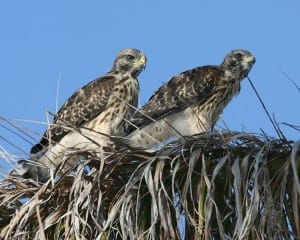 Red-shouldered Hawk - new juveniles in nest