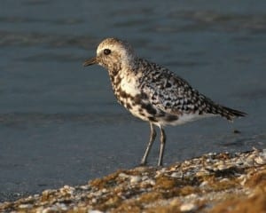 Black-bellied Plover - molting adult
