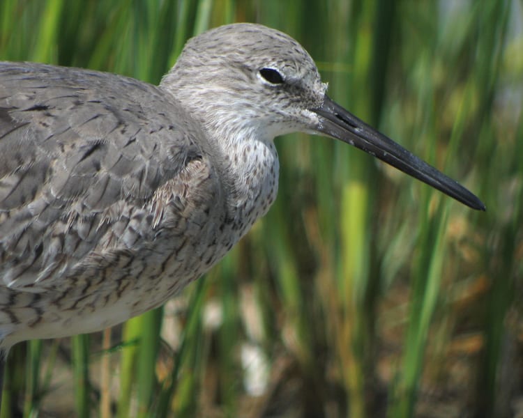 Willet close-up