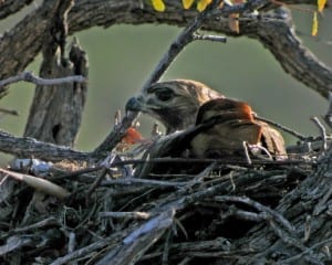 Red-tailed Hawk on nest