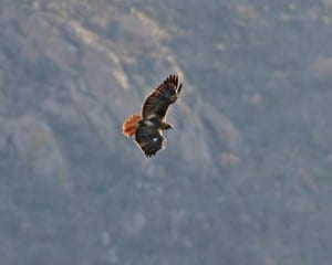 Red-tailed Hawk - southwestern adult in flight