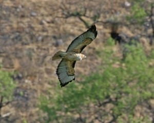 Red-tailed Hawk - western light adult in flight