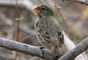 Large Tree Finch