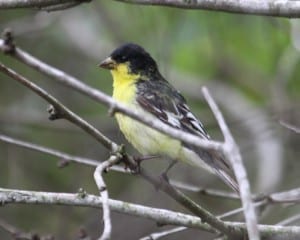 Lesser Goldfinch - Texas black-backed race