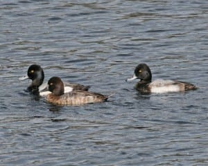 Lesser Scaup - group