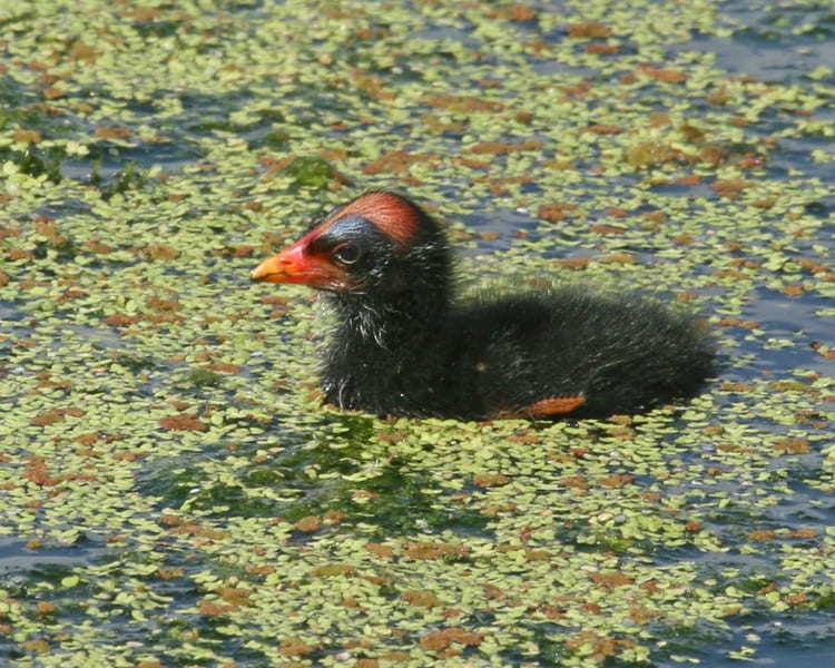 Common Gallinule - new chick
