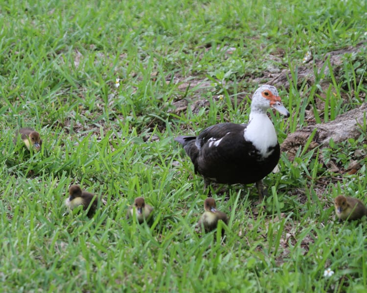 Muscovy Duck - mother and chicks