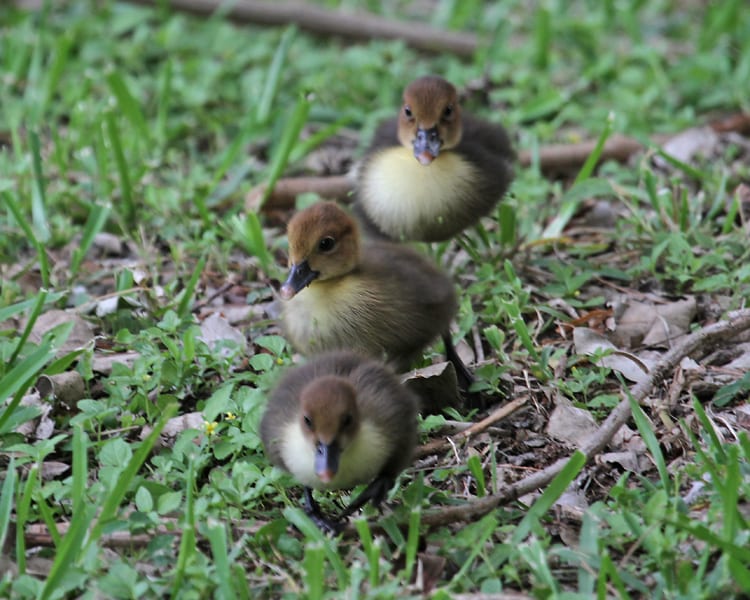 Muscovy Duck - chicks