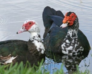 Muscovy Duck (domestic) - group