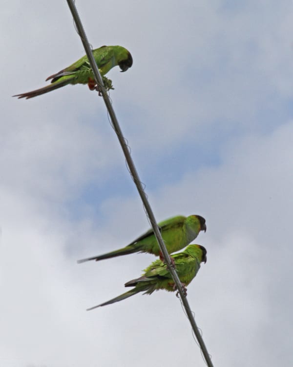 Nanday (Black-hooded) Parakeets