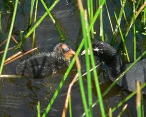 American Coot with chick