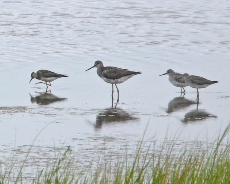 Lesser Yellowlegs size comparison with Greater Yellowlegs