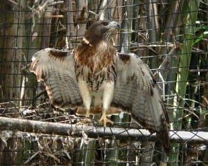 Red-tailed Hawk - eastern light adult