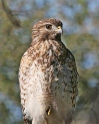 Red-shouldered Hawk - juvenile